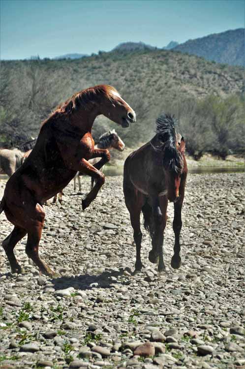 mustangs